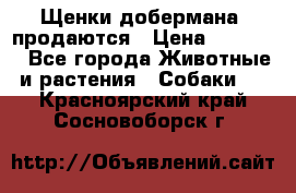 Щенки добермана  продаются › Цена ­ 45 000 - Все города Животные и растения » Собаки   . Красноярский край,Сосновоборск г.
